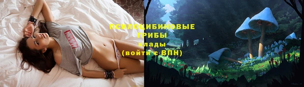 хмурый Аркадак